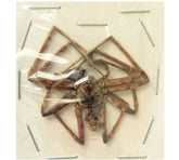 Spider sp.16 (Malaysia)